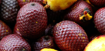nasiona buriti