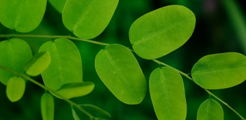 olej moringa